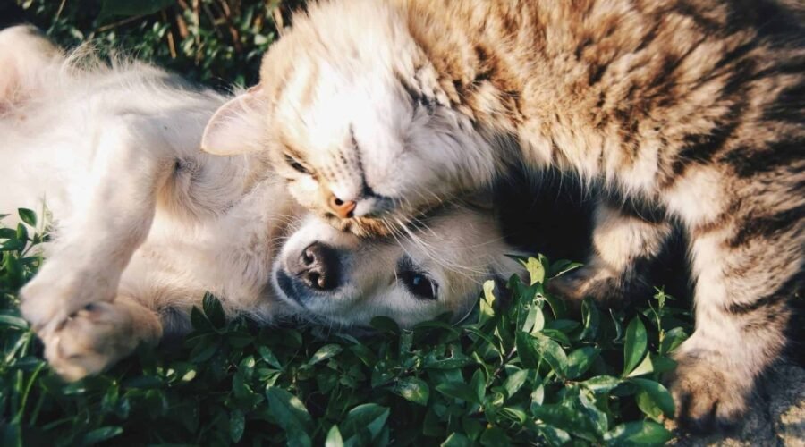The Rise of Pet-Friendly Condominiums in Thailand